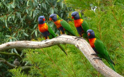 Animals Nature Parrot Birds Wallpapers Hd Desktop And