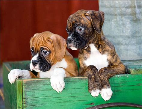 Boxer Puppies Cute Pictures Share And Enjoy