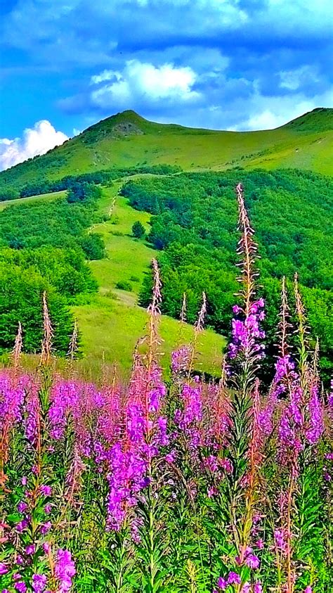 Free Download Picturesque Scenery With Wonderful Pink Flowers Hd