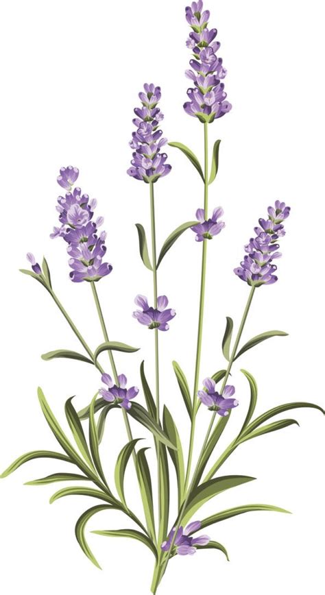 12 Best Lavender Clipart Beautiful Flowers Artofit