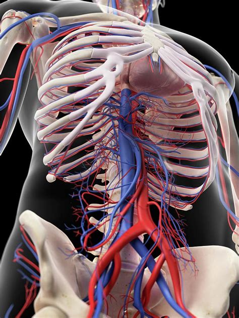 vascular system of human abdomen photograph by sebastian kaulitzki science photo library