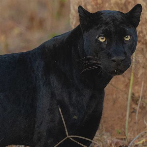 Under his leadership, the african nation of wakanda has flourished as one of the most technologically advanced. Top 6 wildlife sanctuaries to spot a Black Panther in India