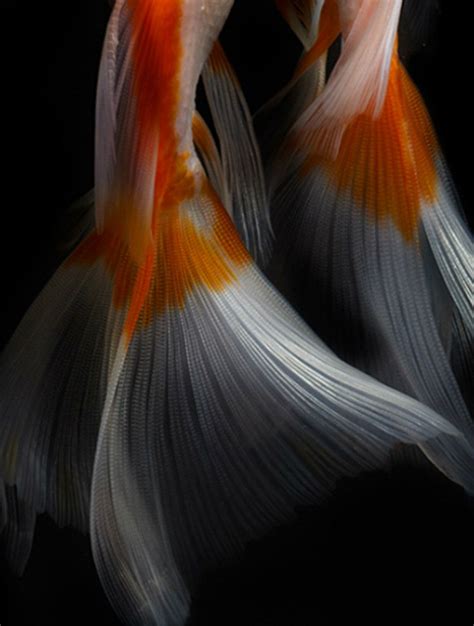 Still Life Fish Photography By Hiroshi Iwasaki Macro Photography