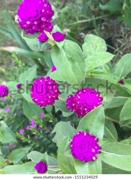 Makhamali Red Flower Home Decor Palpa Stock Photo 1551234029 Shutterstock