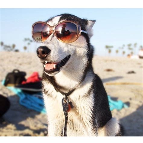 Sunglasses Really Are For Anyone♡ Dogs Animals Husky