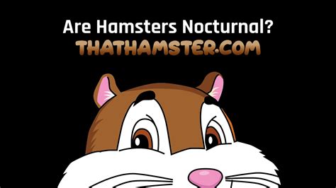 Are Hamsters Nocturnal Hamster Tips Thathamster