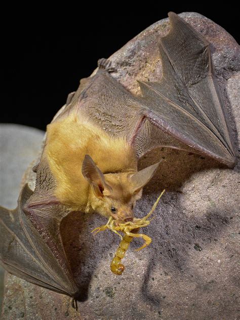9 Of The Coolest Bat Species In The United States Us Department Of