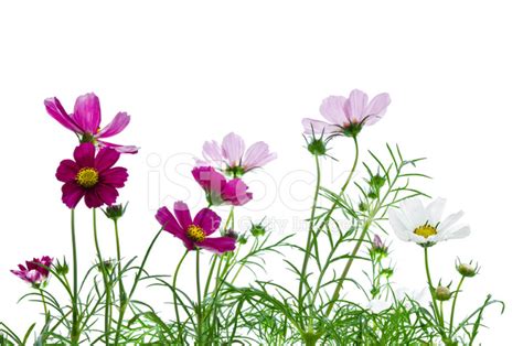 Cosmos Flowers Stock Photo Royalty Free Freeimages