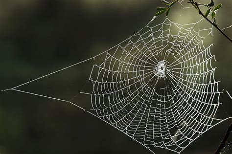 Suara yang sangat ramai atau riuh sekali. Senarai Peribahasa Yang Anda Tak Pernah Dengar | Iluminasi