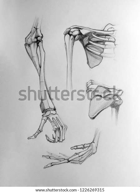 Human Hand Bones Sketch Anatomy Graphic Stock Illustration 1226269315