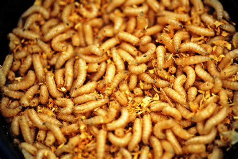 Keep worms for fishing or exotic pets. Wax Worms Eat Plastic Bags