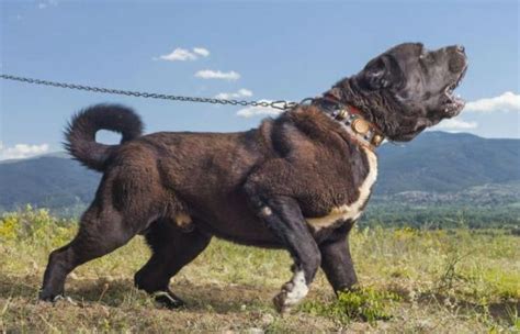 kanga karabas kangal dog big dog breeds dog breeds