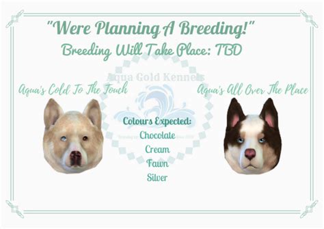 Aqua Gold Kennels Breedings Current 1 Planned 0 Sims