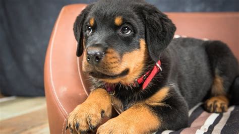 Tiny Rottweiler Puppy 2 Weeks Residential Dog Training