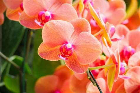 Orchid Care How To Look After Orchids Better Homes And Gardens