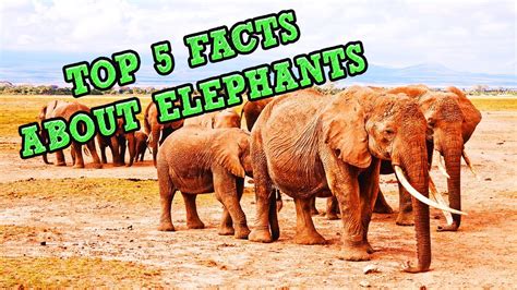Top 5 Facts About Elephants Youtube