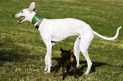 White Greyhound And Black Doggy High Quality Animal Stock Photos