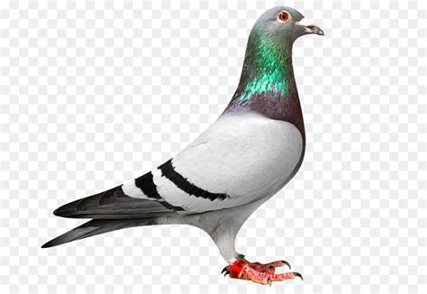 Maybe you would like to learn more about one of these? الحمام الزاجل, سباق هوميروس, Columbidae صورة بابوا نيو غينيا