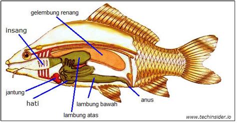 Gambar Organ Ikan Mas Analisis
