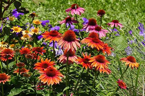 How To Grow And Care For Coneflowers Echinacea Gardeners Path