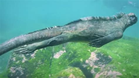 Watch A Surprisingly Graceful Marine Lizard Glide Underwater Mental Floss