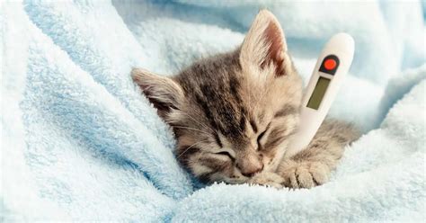 Fever In Cats Learn What Causes It And How To Treat It Oicanadian