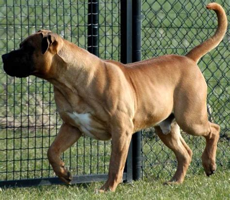Boerboel All Big Dog Breeds