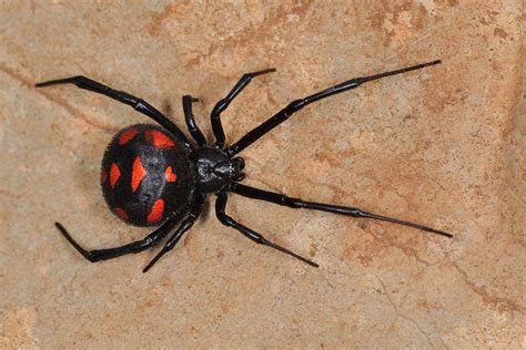 Does The Black Widow Spider Kill Her Mate Pitara Kids Network