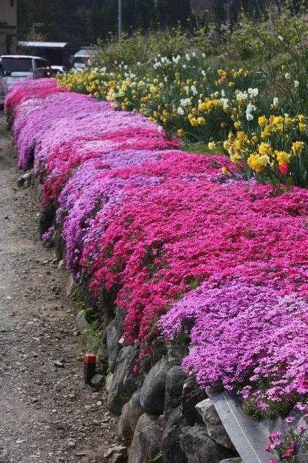 During these times, the weather is gentler, giving your plants a chance to acclimate to the soil. Pink Creeping Phlox | Ground cover plants, Plants, Flower ...