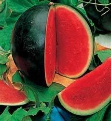 They are a smaller variety and fit in the refrigerator pretty well. How to Grow Watermelons in Containers, Flower Pots and ...