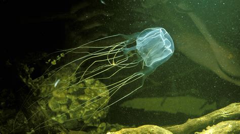 Can You Survive A Box Jellyfish Sting Erick Cervantes
