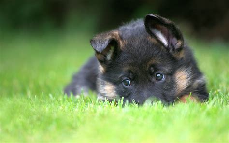 10 Most Popular German Shepherd Puppy Wallpaper Full Hd 1080p For Pc