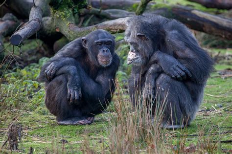 World Chimpanzee Day Celebrating Humans Closest Cousin Animal Cgtn