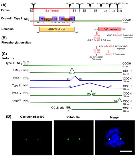 Ijms Free Full Text Tight Junctions In Cell Proliferation