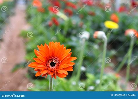 Colorful Gerbera Flower Or Daisy Standing In The Greenhouse Farm Stock