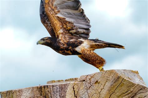 free images wing wildlife beak predator hawk fauna raptor bird of prey vertebrate