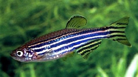 Maybe you would like to learn more about one of these? Zebra Danio - Danio rerio | Aquarium Fish Paradise ...