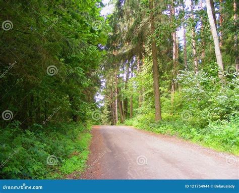 Summer Forest Road With Early Morning Sun Rays Stock Photo Image Of