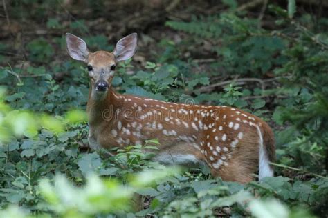 Whitetail Deer Fawn Stock Photo Image Of Tall Whitetail 161441148