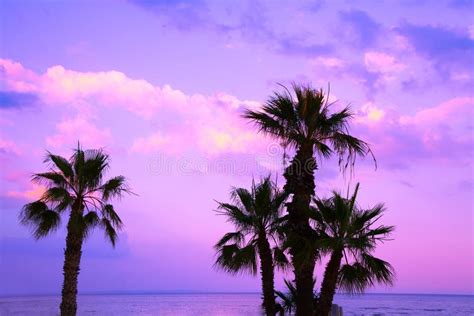 Palm Trees Against A Purple Sunset Sky Stock Photo Image Of Dawn