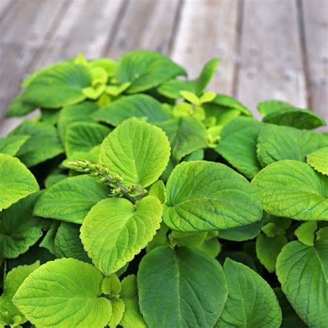 Bright foliage is the centre of attention in designer gardens. Coleus Seeds | 42 Varieties | Annual Flower Seeds