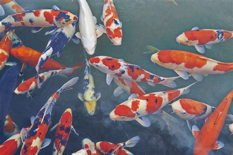 What Do Koi Fish Symbolize? | LoveToKnow