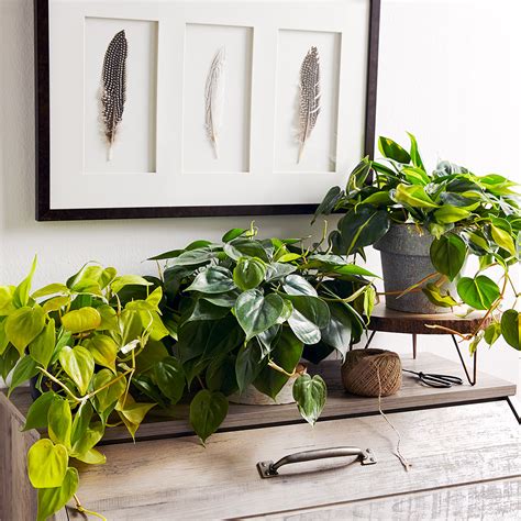 Well, we are here to help. Indoor Plants for Low Light | Better Homes & Gardens