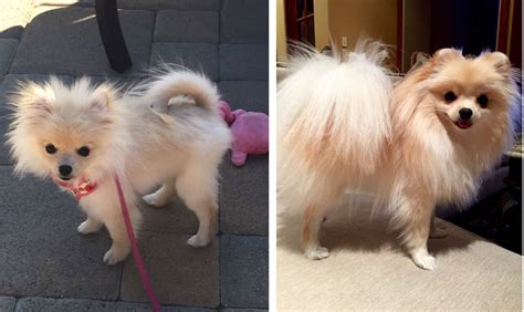Pomeranian Uglies Before And After Pearl