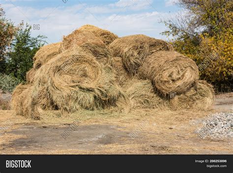 Dry Baled Hay Bales Image And Photo Free Trial Bigstock