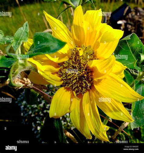 A Dwarf Sunflower Growing In A Pot In The Herbaceous Border Of An