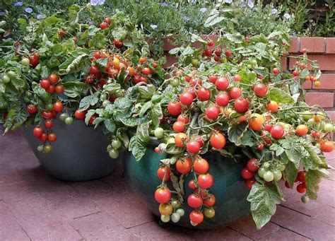 Cultiver Des Tomates En Pots Note 13 Conseils Pour La Culture De La