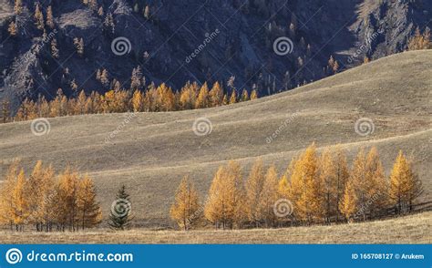 Orange Larch Trees Autumn Evening Stock Image Image Of Backgrounds