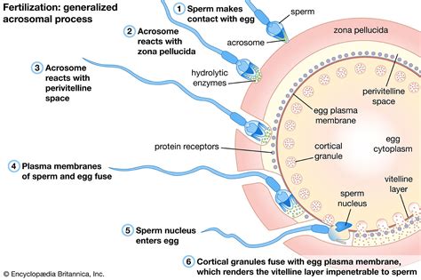 Fertilization Egg Activation Sperm Fusion Zygote Britannica