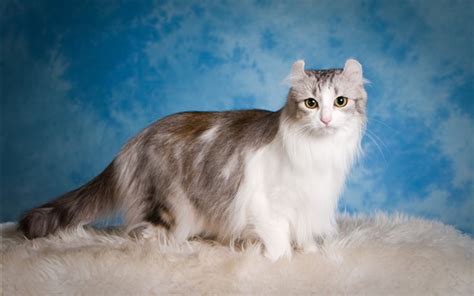 Suscríbete a envato elements para obtener stock video descargas ilimitadas por una tarifa mensual única. Fondos de pantalla Gatito peludo, fondo azul 3840x2160 UHD ...